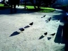 Birds catching crumbs in the air - funny!