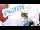 Disney's Frozen (Cute Kitten Version)