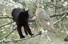 Cat And Owl Are Best Friends