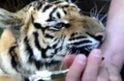 How to Remove a Tiger's Diseased Tooth