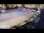 Irideus Spey Fly fishing for Trophy Steelhead on the Feather river with