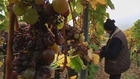 High-tech improves centuries-old wine tradition