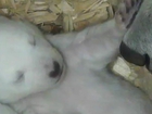 Watch polar bear cubs open eyes for first time