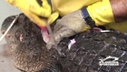 How to Clean, fillet debone and SKIN AN ALLIGATOR.