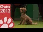 Agility - Jumping - Small Dogs Winner Crufts 2013
