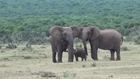 Elephant Family Reunion