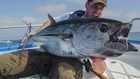 Bluefin Tuna on the fly, Mediterranean Fall run