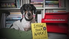 Show Your Work! Book Trailer