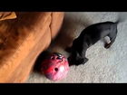 Mini-Dachshund attacks bowling ball!