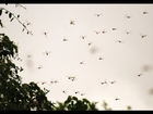 Swarm of dragonflies flying in the sky and woods