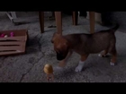 Chick playing with a small dog is an amazing video