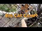 Big Cat Camp!