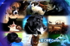 CBS Cares - Pet Adoption