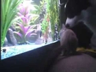 Cute Kitten watches the fish - Featuring my dog