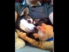 Kitten and Puppy are Best Friends